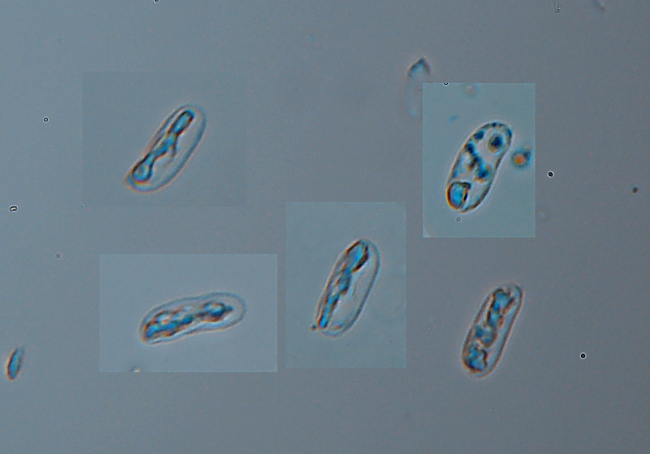 Crosta di faggio - foto1488 (Gloeocystidiellum leucoxanthum)